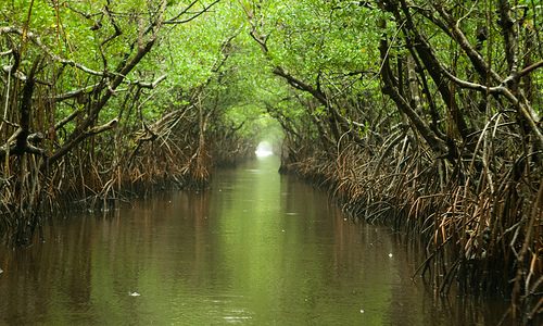 Everglades and Turner River
