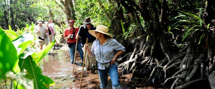 Big Cypress Swamp Walk
