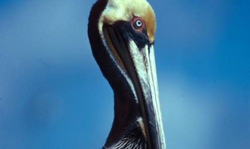 Marco Island Brown Pelican