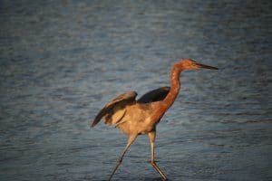 Brown Pelican