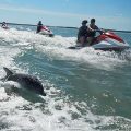 Backwater Eco Tours Marco