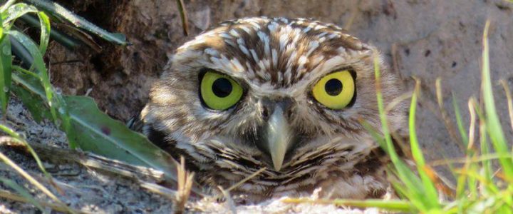 Burrowing Owls on Marco Island